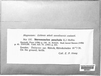 Image of Stereocaulon paschale